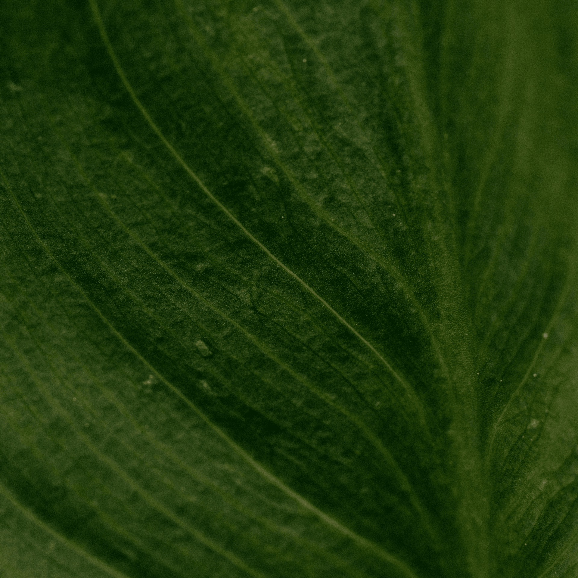 green leaf close-up