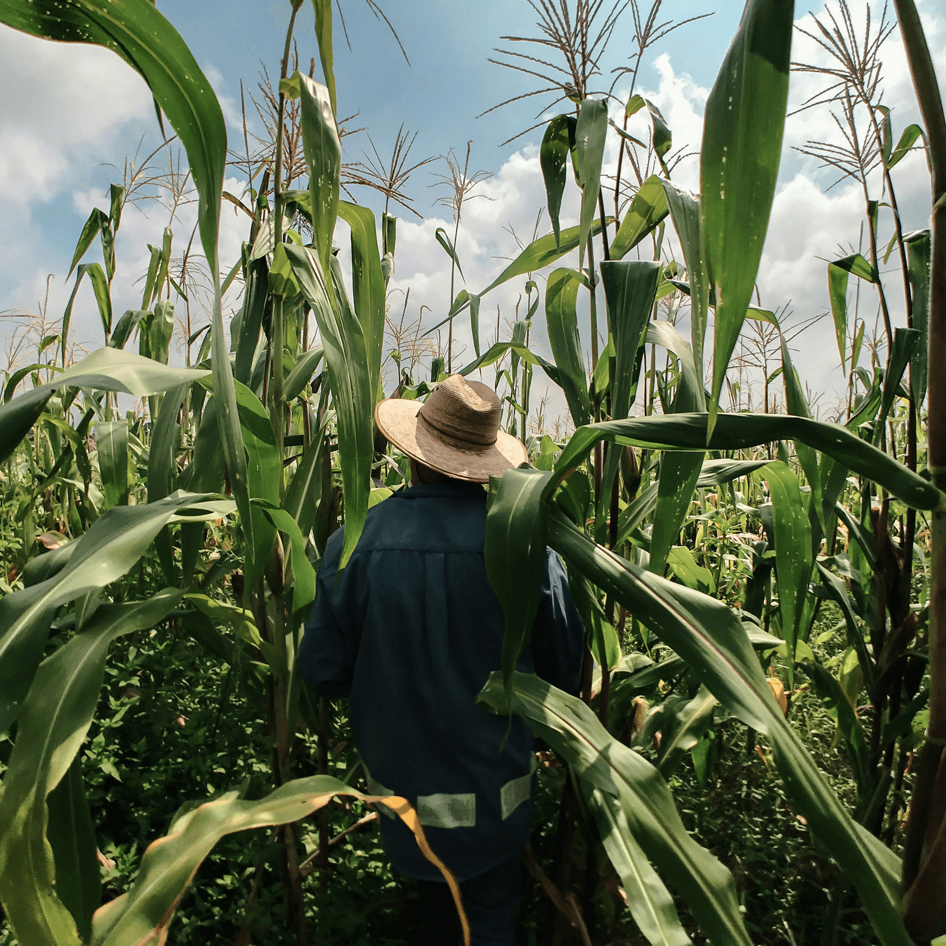 farmer in cornfield